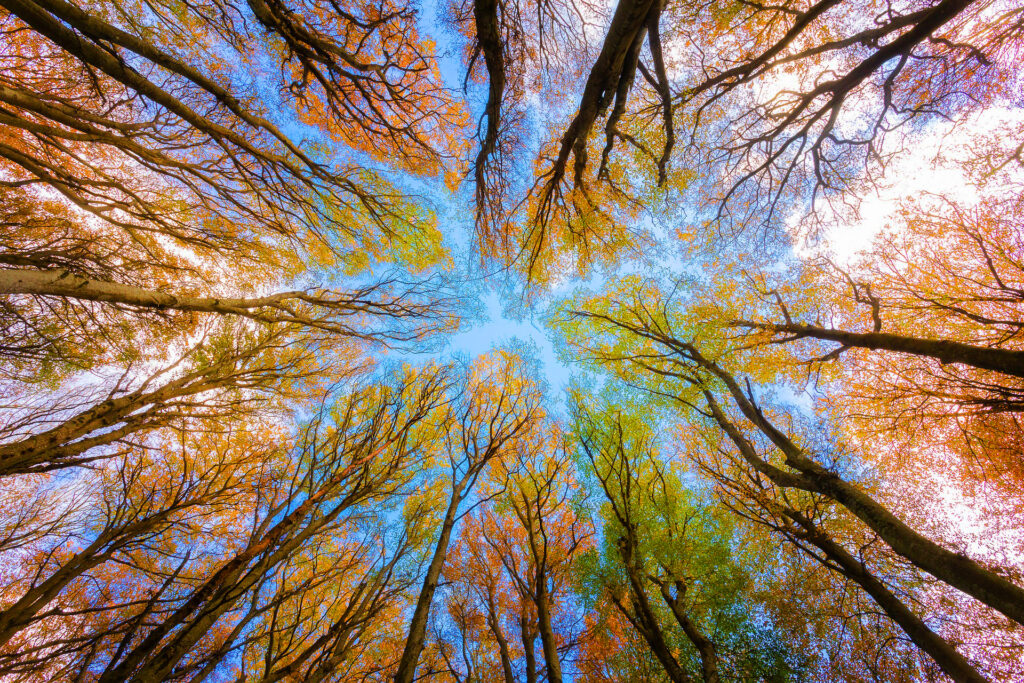 trees 5605176 1920 trees 5605176 1920